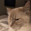 bodiwhiskers
